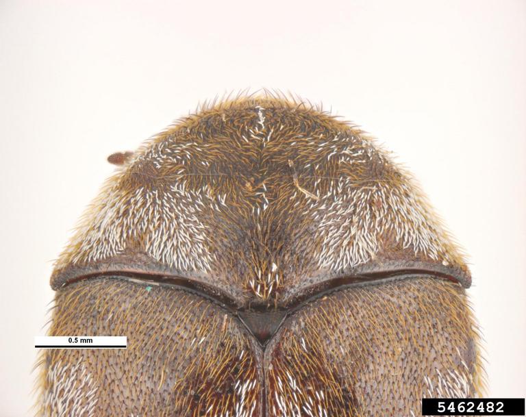 dermestid beetle (Trogoderma megatomoides)