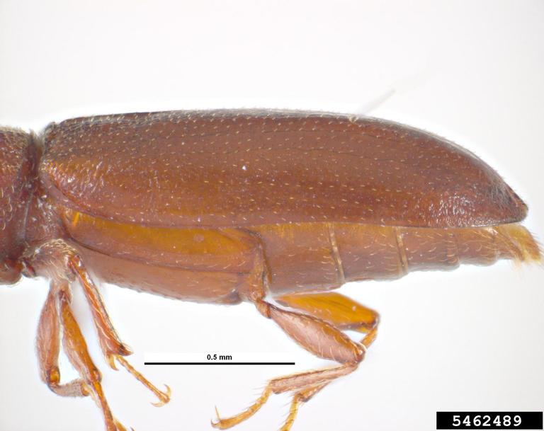 powderpost beetle (Acantholyctus cornifrons)