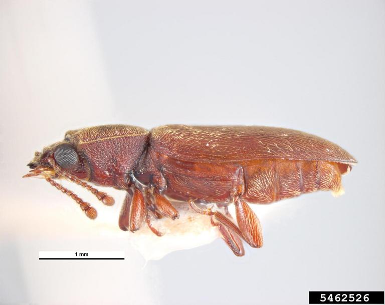 velvety powderpost beetle (Trogoxylon parallelopipedum)