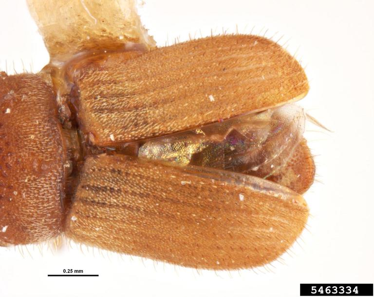 mango bark beetle (Hypocryphalus mangiferae)