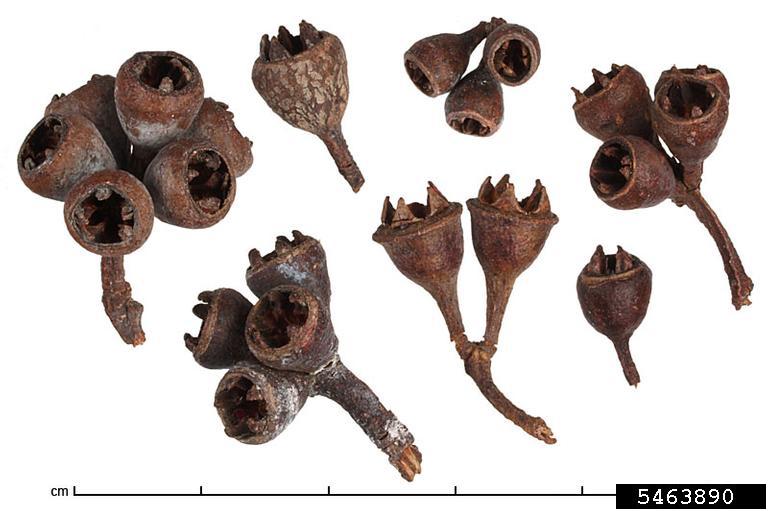 Sydney bluegum (Eucalyptus saligna)