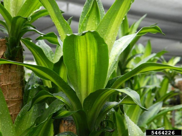 fragrant dracaena (Dracaena fragrans (L.) Ker-Gawl.)