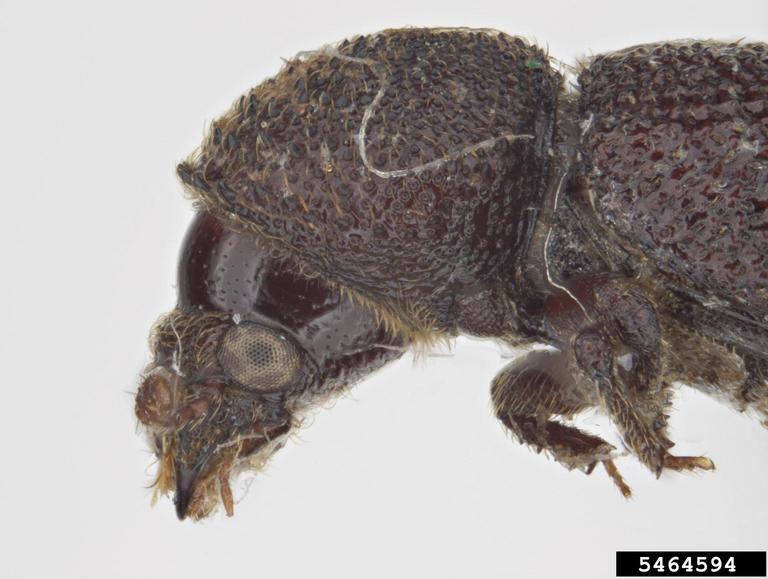powderpost beetle, Stephanopachys substriatus (Coleoptera Bostrichidae