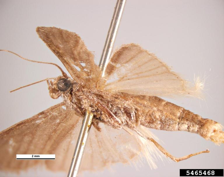 Mediterranean flour moth, Ephestia kuehniella (Lepidoptera Pyralidae) 5465468