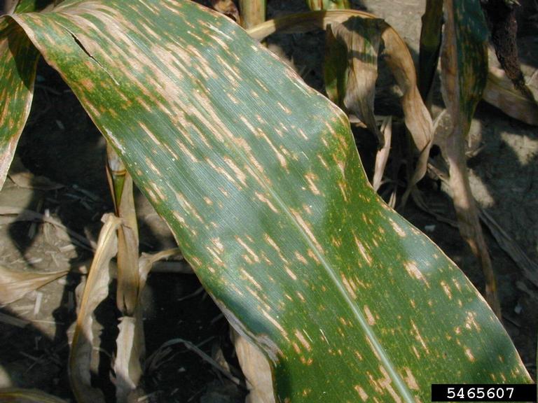 Gray leaf spot (Cercospora zeae-maydis ) on corn (Zea mays ) - 5465607