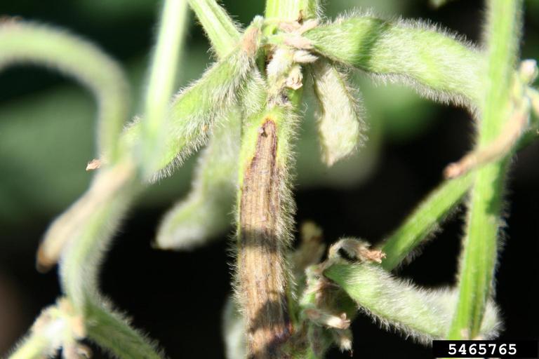 Photo by Daren Mueller, Iowa State University, Bugwood.org 5465765