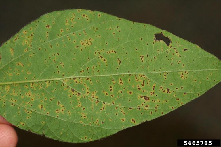 bacterial pustule of soybean disease (Xanthomonas axonopodis pv. glycines)
