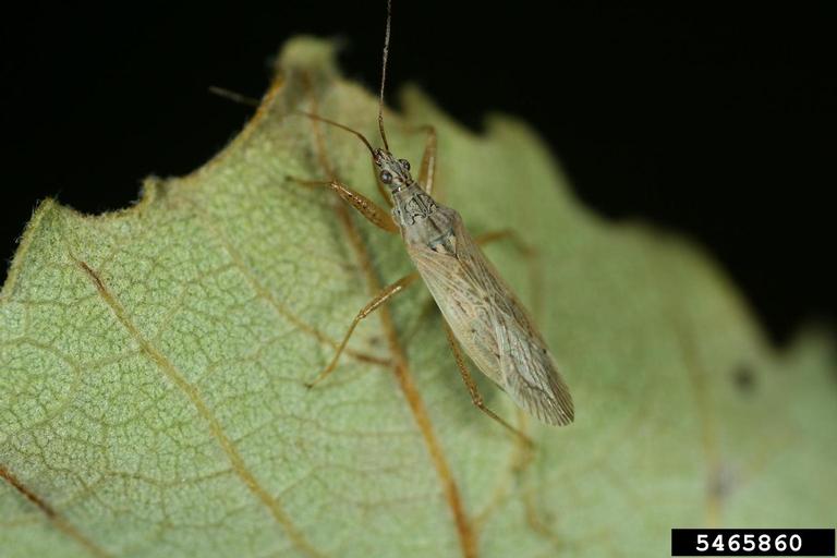 common damsel bug (Nabis americoferus Carayon)