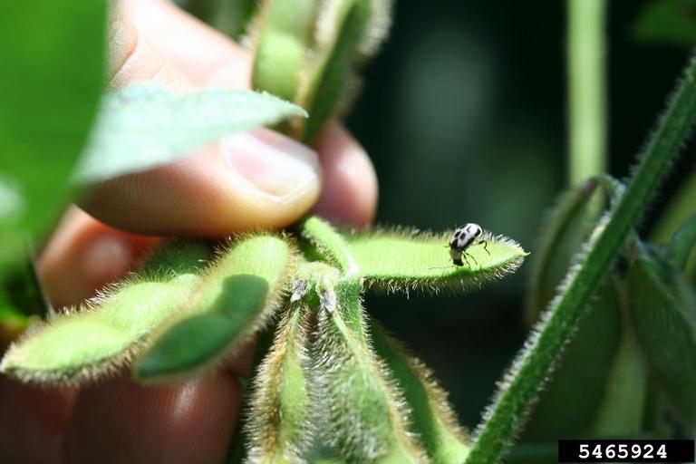 bean leaf beetle (Cerotoma trifurcata ) on soybean (Glycine max ) 5465924