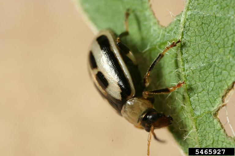 bean leaf beetle (Cerotoma trifurcata)