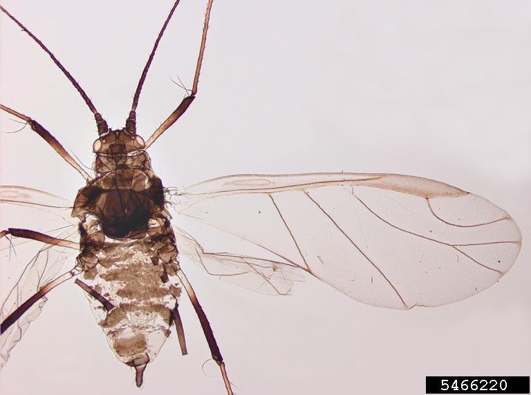 currentlettuce aphid (Nasonovia ribisnigri (Mosley, 1841))