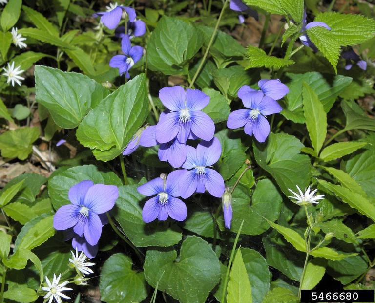 field pansy (Viola bicolor)
