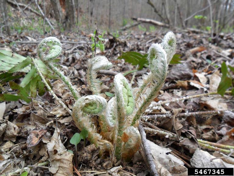 Christmas fern (Polystichum acrostichoides)