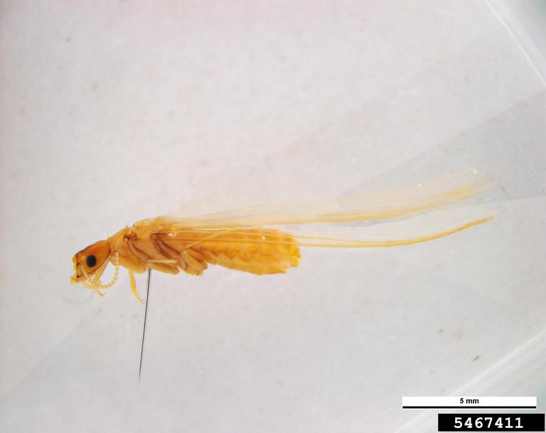 subterranean termite (Schedorhinotermes intermedius (Brauer))