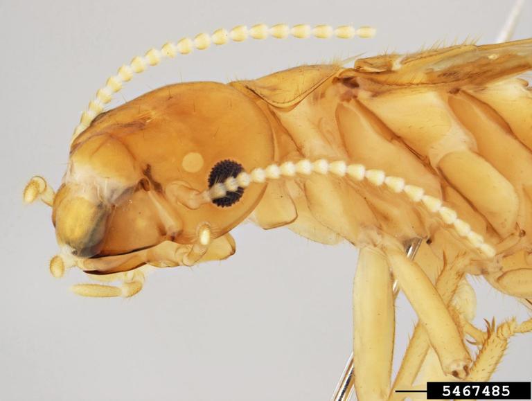 drywood schedorhinotermes termite (Schedorhinotermes derosus)