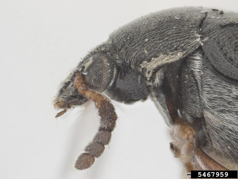 statoresque bruchine (Stator limbatus)