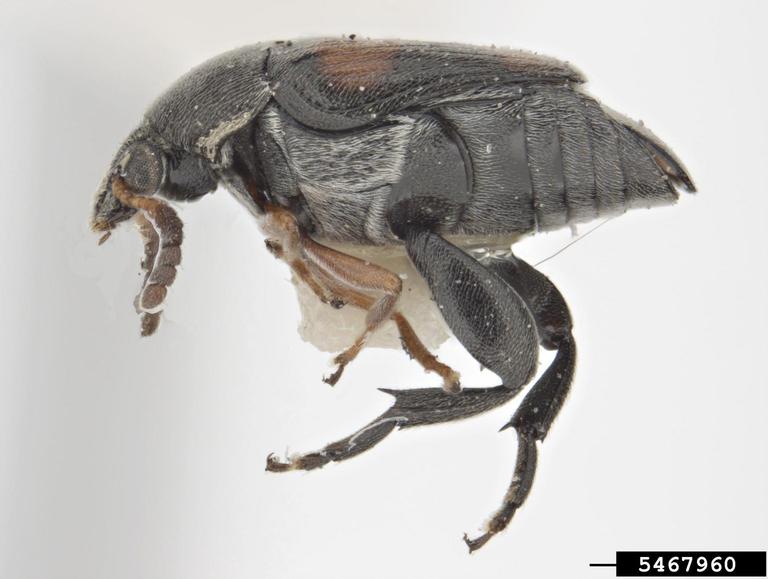 statoresque bruchine (Stator limbatus)