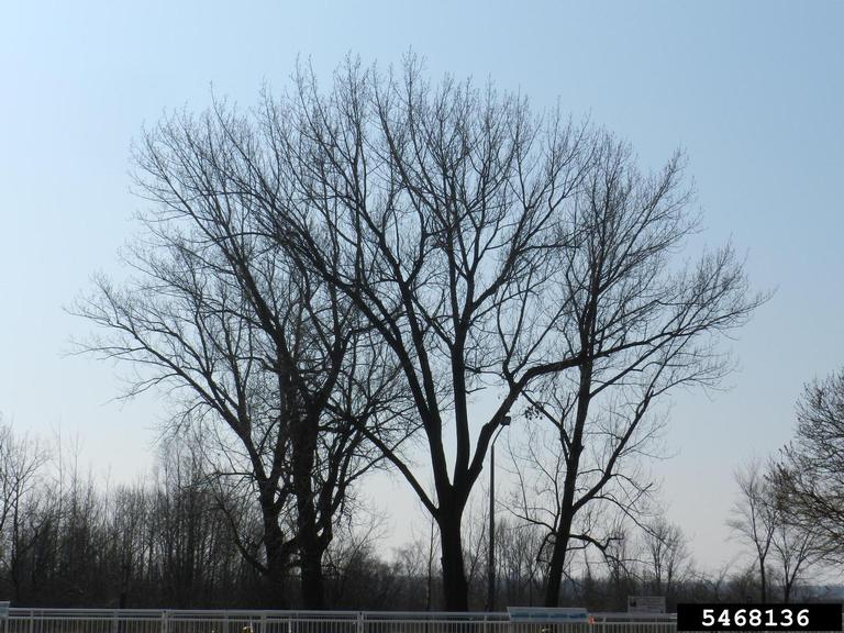 Carolina poplar (Populus x canadensis)