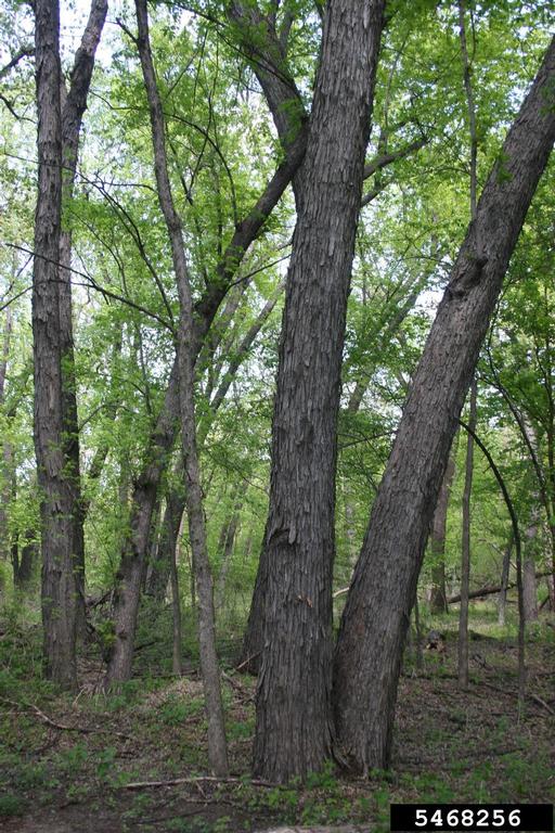 silver maple (Acer saccharinum)