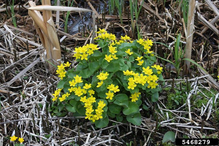 yellow marsh marigold (Caltha palustris)
