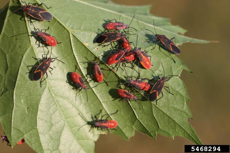 boxelder bug (Boisea trivittata)