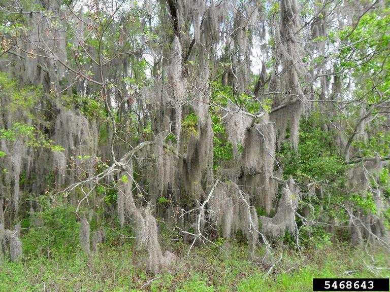 Spanish moss (Tillandsia usneoides)