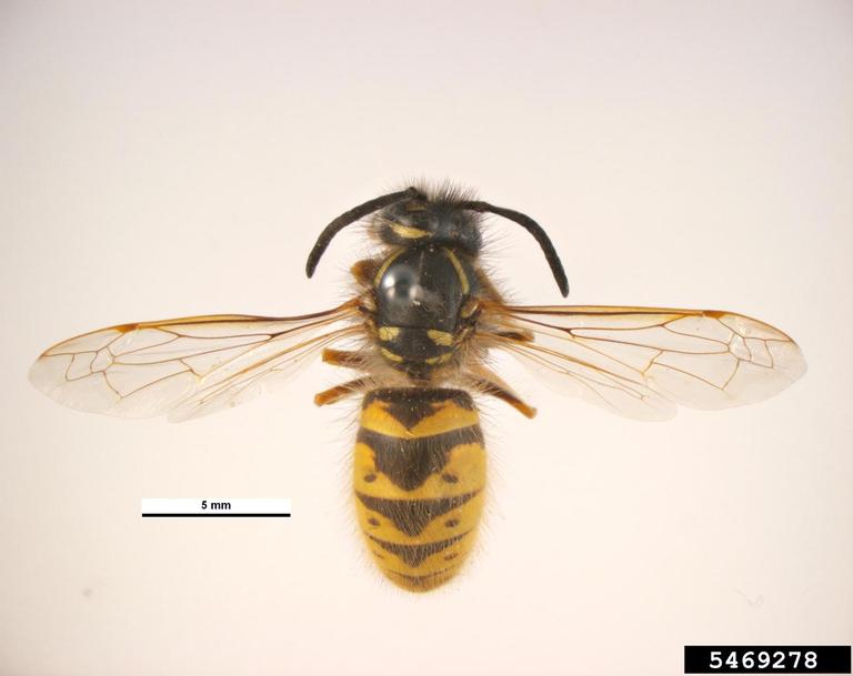 wasp (Vespula vulgaris (Linnaeus, 1758))