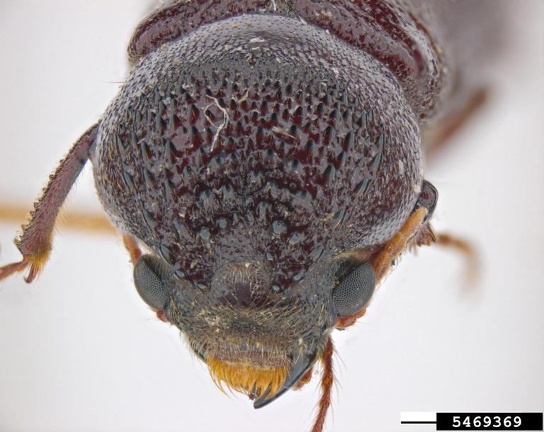 powderpost beetle (Amphicerus simplex (Horn, 1885))