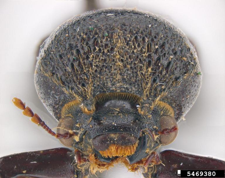 powderpost beetle (Amphicerus teres Horn, 1878)