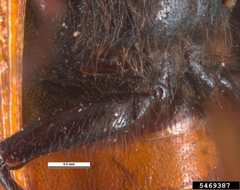 Capuchin beetle (Bostrichus capucinus (Linnaeus, 1758))