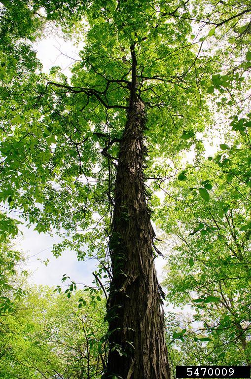 shagbark hickory (Carya ovata)
