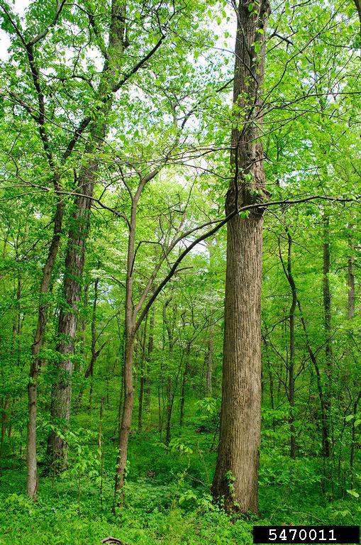 American basswood (Tilia americana)