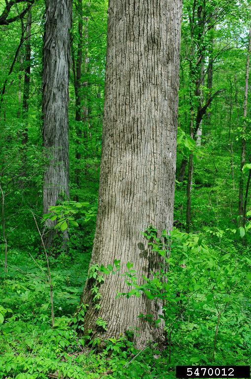 American basswood, Tilia americana (Malvales Tiliaceae) 5470012
