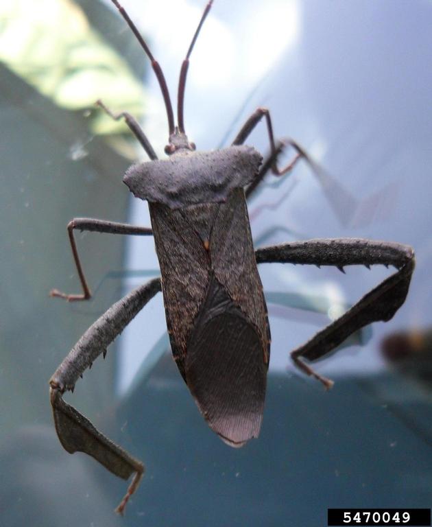 leaffooted bug (Acanthocephala declivis)
