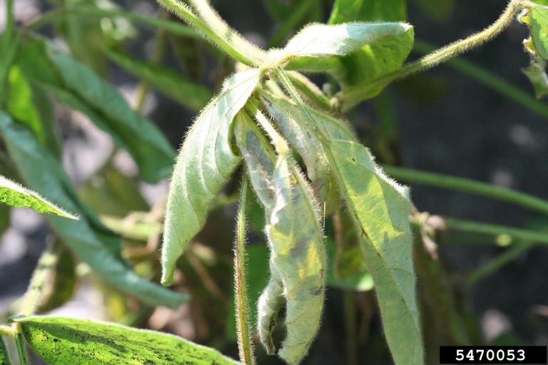 Fusarium root rot on soybean Bugwoodwiki