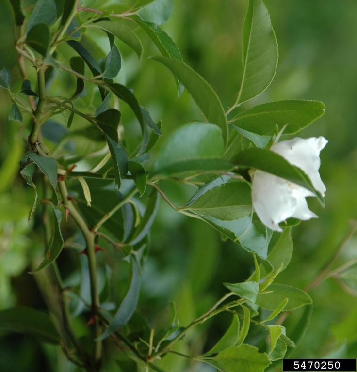 Cherokee rose (Rosa laevigata)