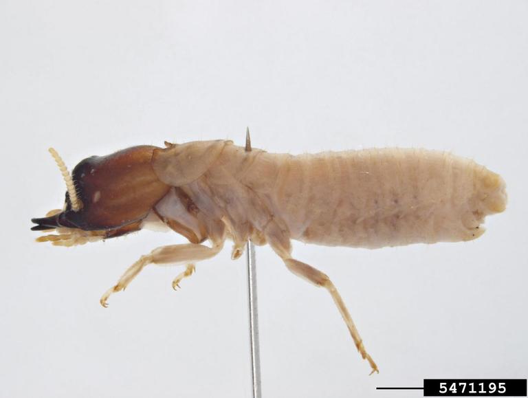 drywood termite (Cryptotermes secundus)