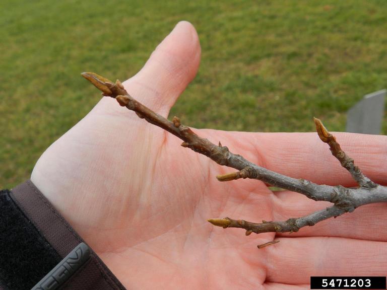 Bitternut Hickory Carya Cordiformis Juglandales Juglandaceae