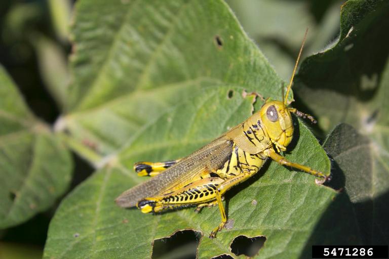 differential (Melanoplus differentialis)