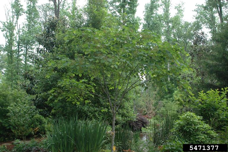 eastern redbud (Cercis canadensis)