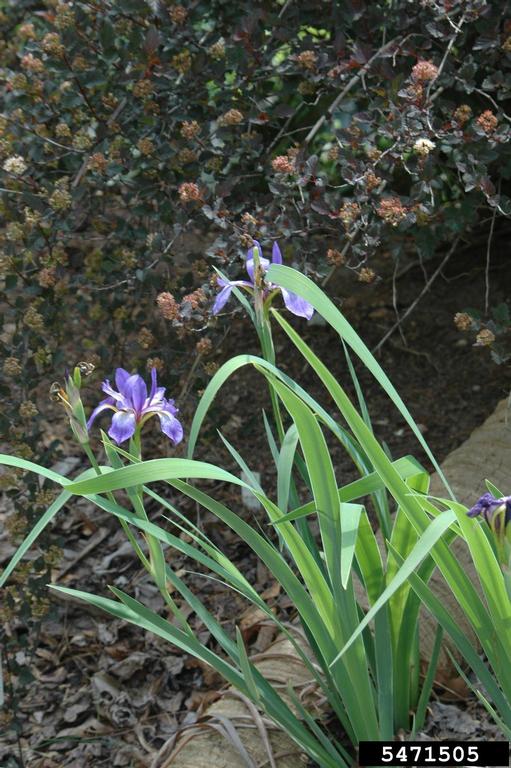 Virginia iris (Iris virginica)