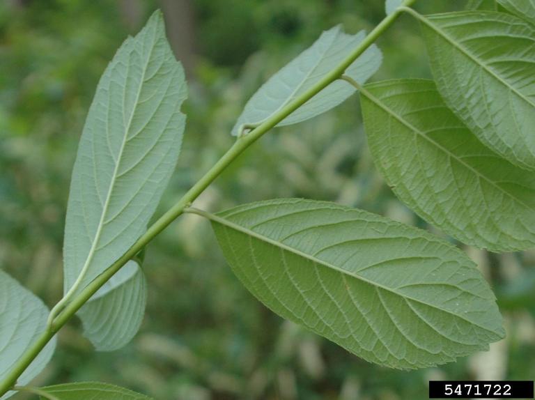 Virginia sweetspire (Itea virginica)