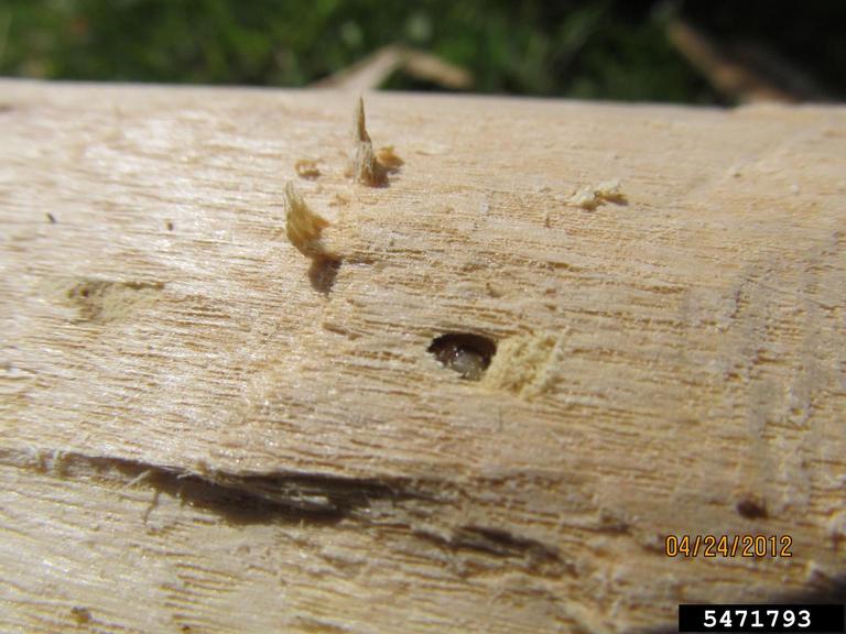 emerald ash borer (Agrilus planipennis)