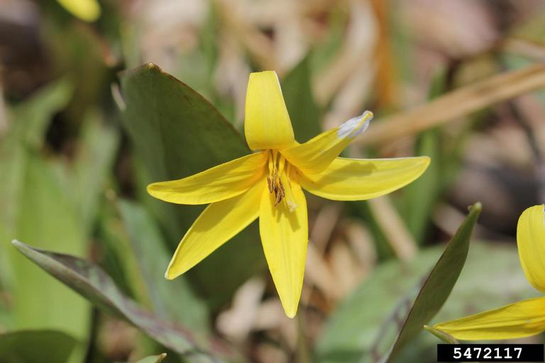 yellow trout lily (Erythronium americanum)