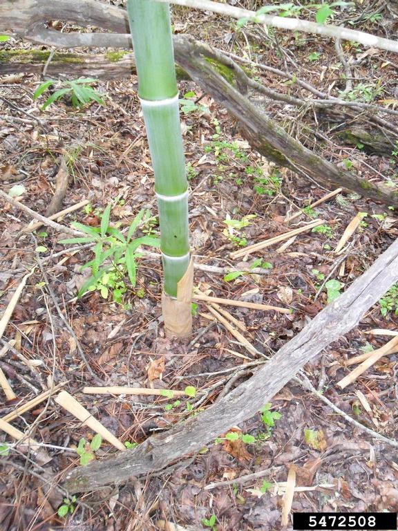 golden bamboo (Phyllostachys aurea)