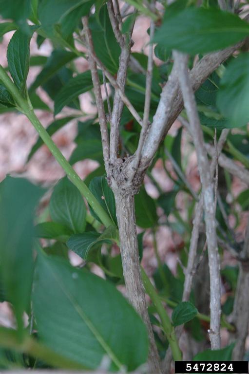 old fashioned weigela (Weigela florida (Bunge) A. DC.)