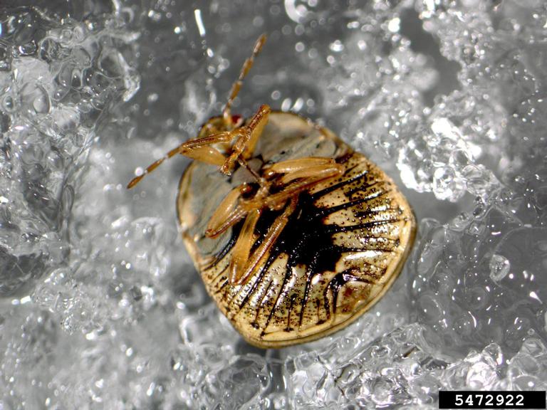 kudzu bug (Megacopta cribraria (Fabricius))