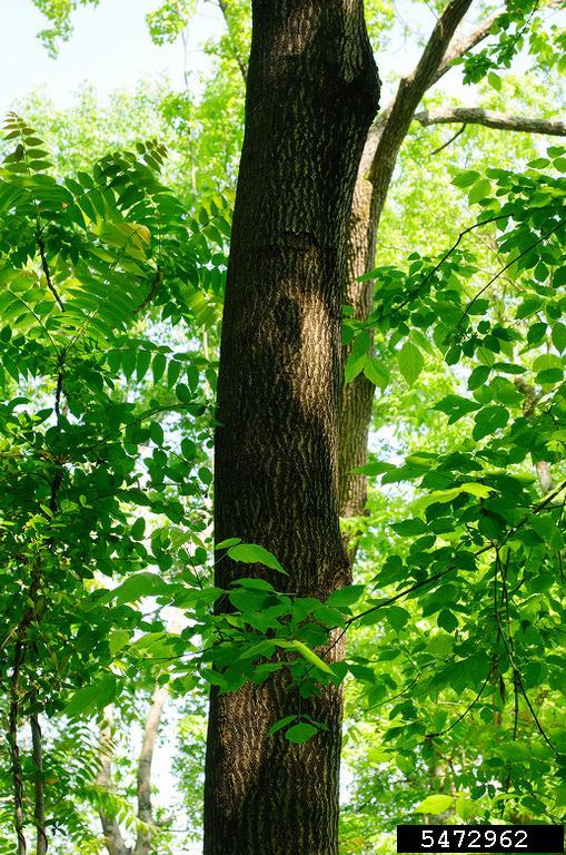 treeofheaven (Ailanthus altissima)