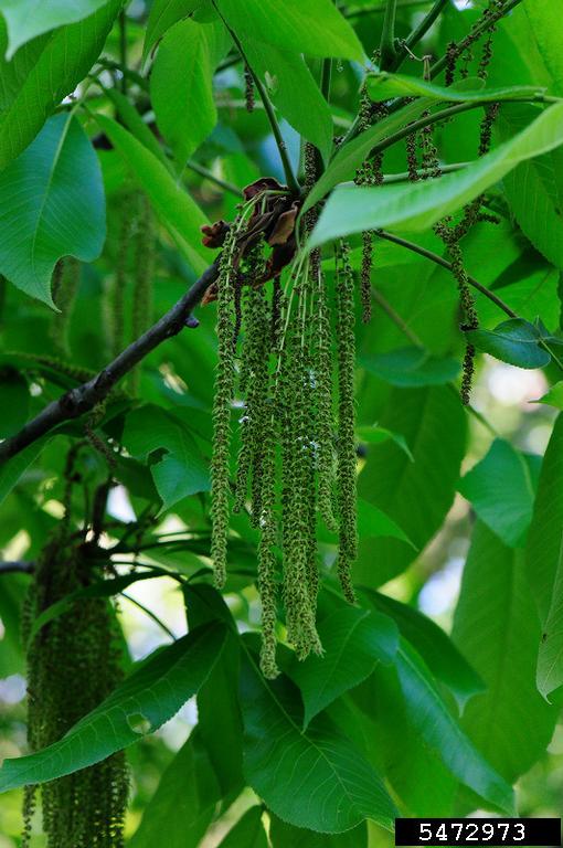 shellbark hickory (Carya laciniosa)