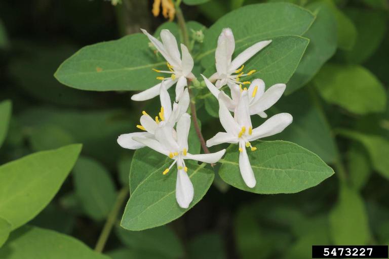 Tatarian honeysuckle (Lonicera tatarica)